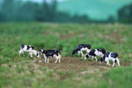 NVPS201 Holstein Zwartbont 5 stuks